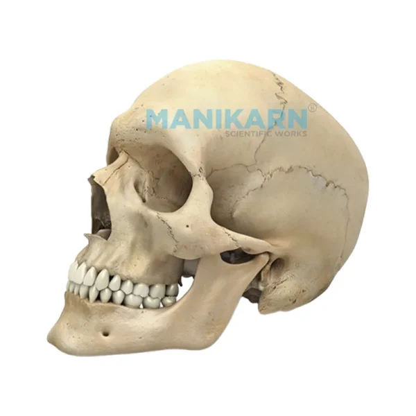 HUMAN SKULL MODEL